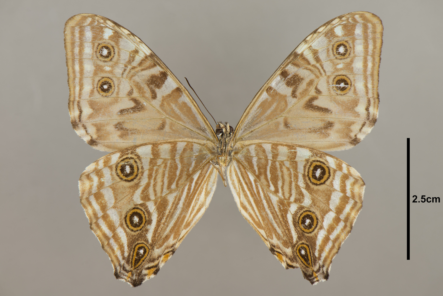 FMNH FMNHINS 0000 125 249 | Zoological Collections