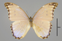 125252 Morpho menelaus godartii d IN