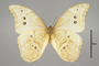 125252 Morpho menelaus godartii v IN