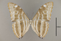 125267 Morpho marcus marcus v IN