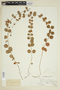 Lysimachia nummularia image
