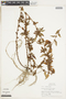 Melochia melissifolia Benth., PERU, F