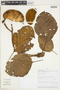 Sterculia peruviana (D. R. Simpson) E. L. Taylor ex Brako & Zarucchi, PERU, F