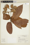 Sterculia pruriens (Aubl.) K. Schum., BRAZIL, F
