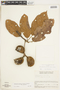 Sterculia pruriens (Aubl.) K. Schum., BRITISH GUIANA [Guyana], F