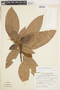 Sterculia pruriens (Aubl.) K. Schum., CHILE, F