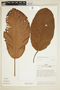 Sterculia apeibophylla Ducke, PERU, F
