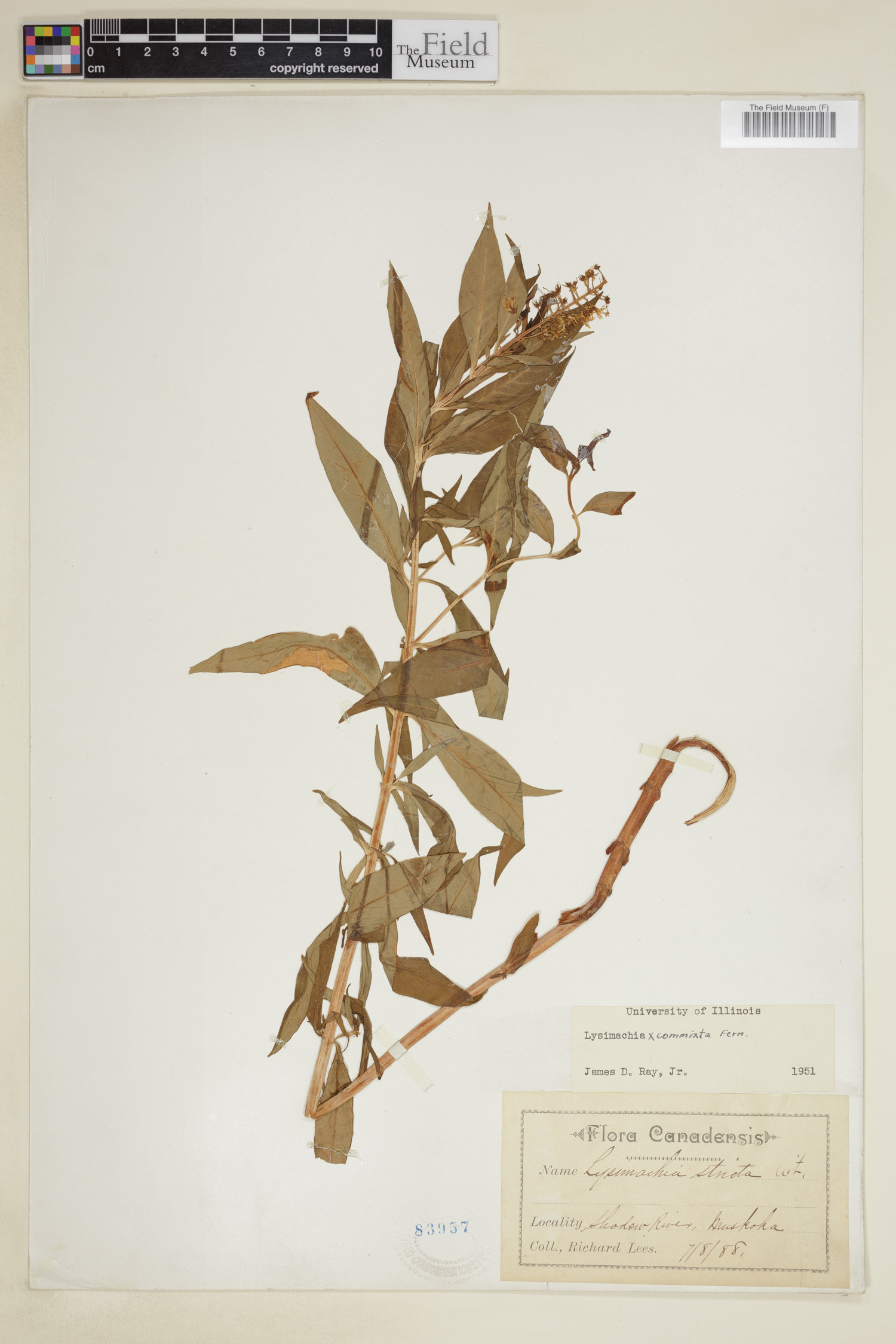 Lysimachia commixta image