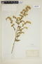 Solidago muhlenbergii image