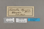 125307 Pierella hyceta labels IN