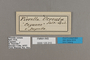 125310 Pierella helvina ocreata labels IN
