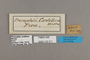 125311 Pronophila cordillera labels IN
