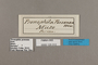 125312 Pronophila orcus orcus labels IN