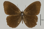 125315 Pedaliodes sp d IN
