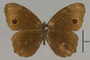 125316 Pedaliodes sp d IN