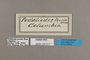 125317 Pedaliodes poesia labels IN