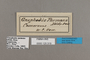125319 Gnophodes betsimena parmeno labels IN