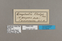 125320 Gnophodes chelys labels IN