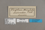 125321 Manataria hercyna maculata labels IN