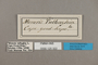 125322 Aeropetes tulbaghia labels IN