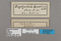 125326 Forsterinaria quantius labels IN