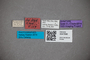 3047696 Stenus coarcticollis var validus ST labels2 IN