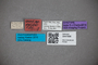 3047696 Stenus coarcticollis var validus ST labels IN