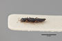 3047696 Stenus coarcticollis var validus ST p IN