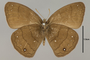 125327 Forsterinaria neonympha v IN