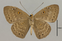 125456 Satyrinae Gen sp v IN