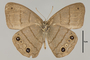 125336 Euptychia sp v IN