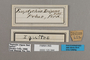 125344 Yphthimoides maepius maepius labels IN