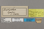 125359 Magneuptychia analis labels IN