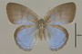 125361 Caeruleuptychia caerulea d IN