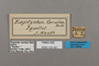 125361 Caeruleuptychia caerulea labels IN
