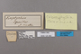 125363 Chloreuptychia chlorimene labels IN