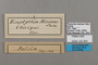 125364 Pareuptychia ocirrhoe ocirrhoe labels IN