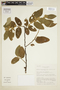 Waltheria biribiricensis Saunders, BRAZIL, J. Saunders 3167, F