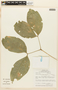 Zygia latifolia (L.) Fawc. & Rendle, BRAZIL, F
