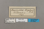 125367 Cepheuptychia cephus labels IN