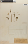 Sisymbrium magellanica Pers., Chile, W. Lechler 973, F