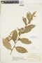 Waltheria glomerata C. Presl, COLOMBIA, F