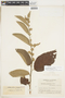Waltheria glomerata C. Presl, COLOMBIA, F