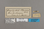125369 Archeuptychia cluena labels IN