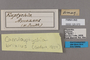 125370 Caeruleuptychia brixius labels IN