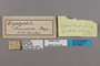 125376 Caeruleuptychia pilata labels IN