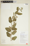 Waltheria americana L., COLOMBIA, F