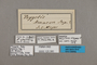 125380 Taygetis angulosa labels IN