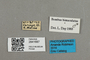 2841687 Bombus pyrobombus bimaculatus m labels IN