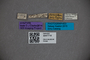 3047714 Stenus convexus ST labels IN